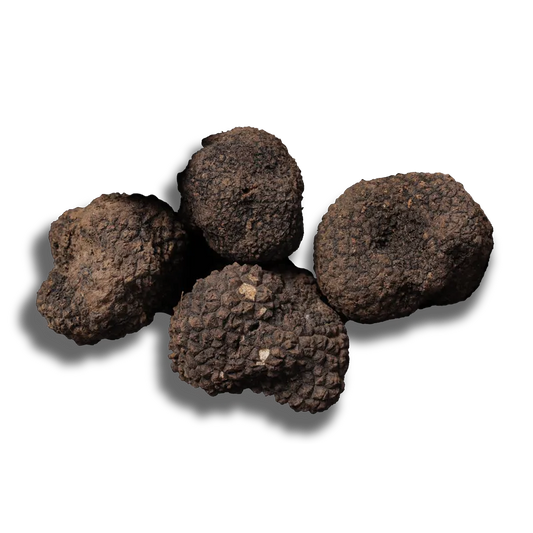 scorzone “summer” black truffle tuber aestivum vittadini